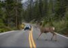 EE.UU. ¿En qué ciudades los conductores muestran mayor respeto por la vida silvestre?