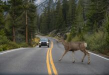 EE.UU. ¿En qué ciudades los conductores muestran mayor respeto por la vida silvestre?